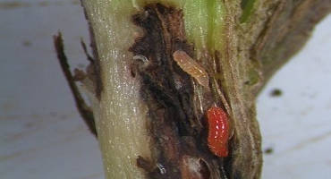 ISU Extension and Outreach Entomologists Identify New Soybean Pest
