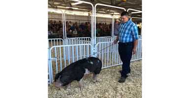 Young farmer auctions pig for cancer research