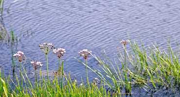 Invasive weed found in South Sask. River