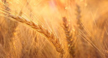 Wheat Code Finally Cracked; Wheat Genome Sequence will Bring Stronger Wheat Varieties to Farmers