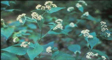 White Snakeroot: A Toxic Plant to Horses