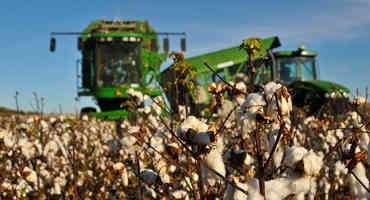 Key Dates Coming Up This Fall For Cotton Producers