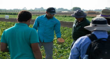 Syngenta Demonstrates Vegetable Breeding Advancements at Woodland, California, Research Station