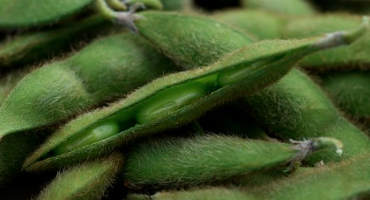 Syngenta Grows Portfolio of Iinnovative, High-Yielding NK® Soybeans for 2019