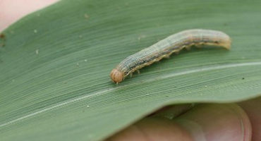 Recent Rains Suggest it’s Time to Check for Fall Armyworms