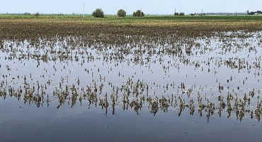 Northeast Arkansas Farmers Facing Big Crop Losses from Heavy Rains