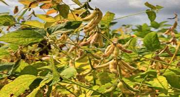 U.S. soybeans begin dropping leaves