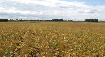 N.D. Farmers Face Soybean Marketing, Storage Challenges