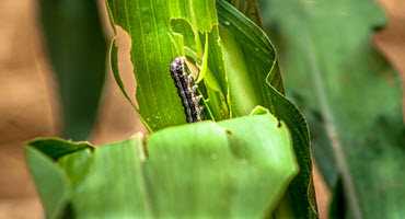 Increased insect pressure could be coming