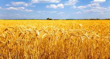 Supporting new wheat discoveries