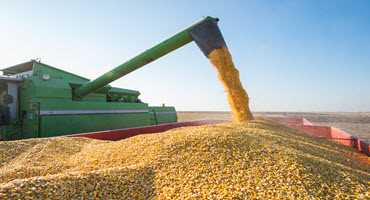 U.S. farmers begin corn harvest