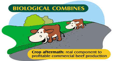 BeefTalk: Cows as Combines