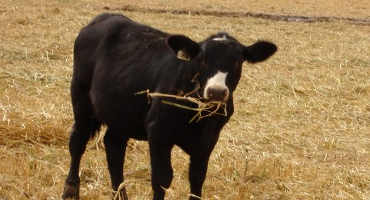 Windrow Grazing: An Alternative to Feeding Hay in the Fall and Winter