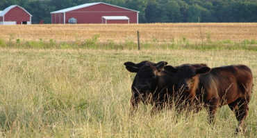 Fall Pasture Management Tips