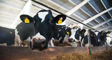 Canada concedes dairy in new NAFTA deal