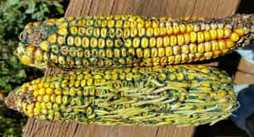 Premature Sprouting of Corn Kernels