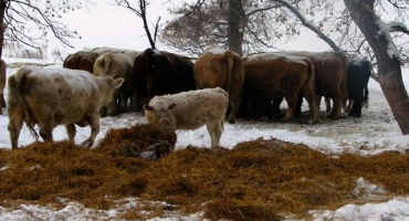 Noble Research Institute Offers Refresher on Effective Winter Supplementation with Pasture and Hay