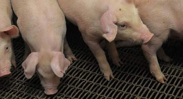 K-State Researchers Work to Stay Ahead of African Swine Fever Virus