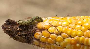 Corn earworm on the rise in Ontario crops