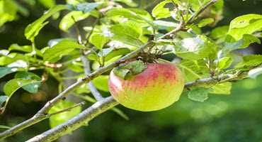 Birthplace of McIntosh apple for sale