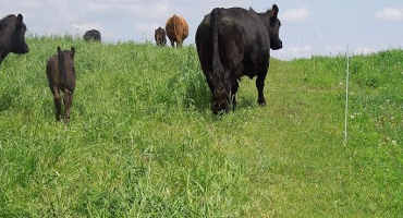 Tips for Pasture Fertility Management