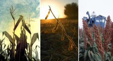 USDA Forecast Drops NE Corn Production, Ups Soybean Production