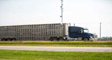 Livestock groups want longer trucking hours