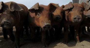 Study finds that Larger Pigs still Means Tender Pork