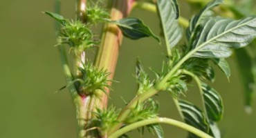 Detecting and Reporting Palmer Amaranth in Minnesota – Timeliness is Key