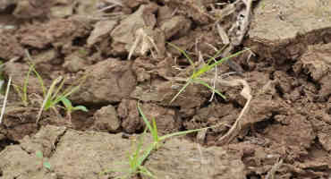 Using Post-Harvest Soil Sampling as Part of Your Soybean Nutrient-Management Program