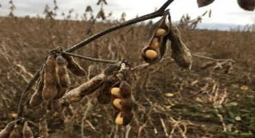 Managing Wet Soybeans in a Late Harvest