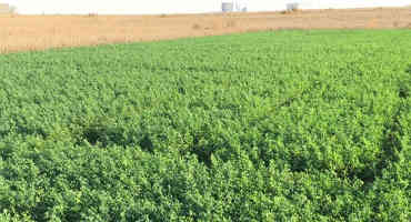 Alfalfa Management: Deciding on Last Cutting this Fall