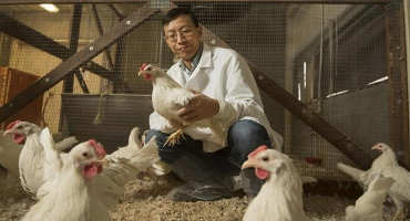 Grant to Improve Poultry Production Worldwide