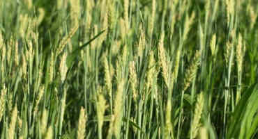Small Grains, Large Gains: Feeding Barley to Pigs