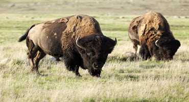 First case of anthrax in B.C. kills bison
