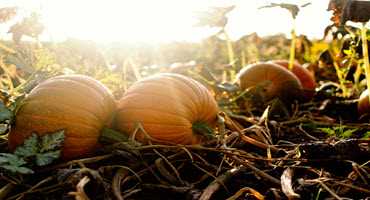 Weather challenges U.S. pumpkin growers