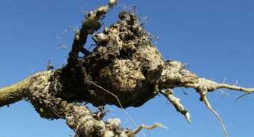 Clubroot on the move in Sask. 