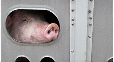 CPTPP ratification reassures pork markets