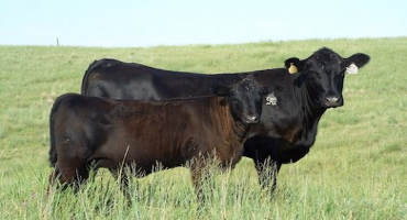Reviewing Cow-calf Share and Cash Lease Agreements