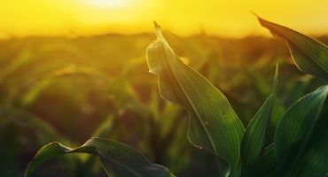 Corn Prices Expected to Improve
