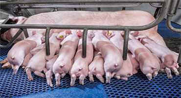 Hypor Helps Farmer Breed Healthier Pigs and Profits