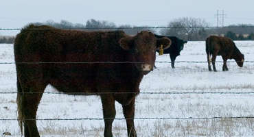 Calculation of Livestock’s Winter Feed Needs a Must for Cow-Calf Producers