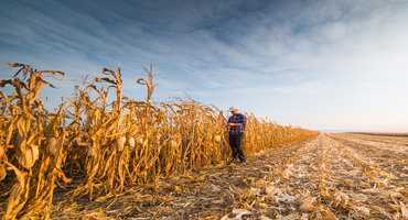 Corn salvage benefit to cover DON crops