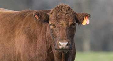 CFIA investigating bovine TB from B.C. cow