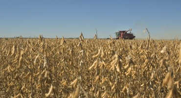 U.S. Farmers Excel at Growing Soybeans