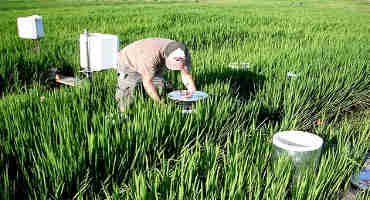 Researchers Find Fertilizer Choice Can Affect Methanogen Activity in Soil