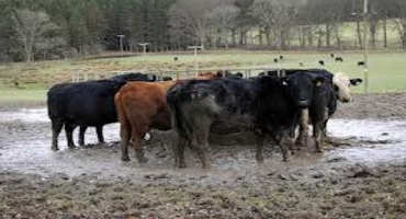 Managing Mud On Cattle Farms