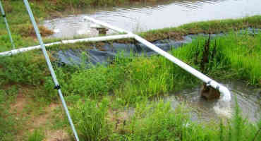Can Rice Filter Water From Ag Fields?