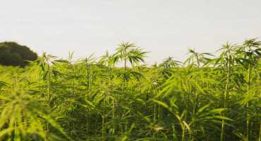 Grower wants Canada’s first cannabis field