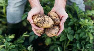 FCC to support Maritime potato farmers